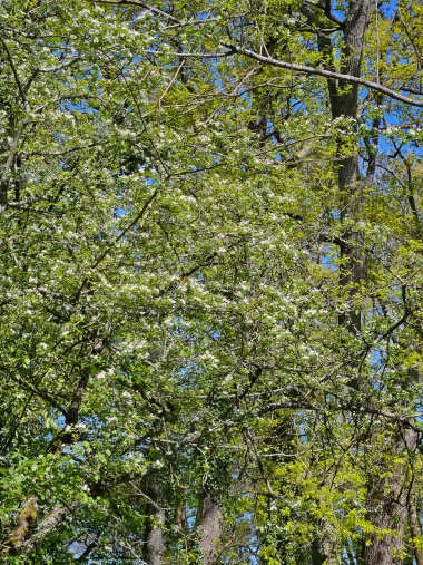 Parc de Beaudesert arbre fleuri.